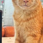 Tangerine Has FIP But We Can Still Save Him