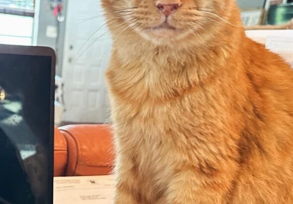Tangerine Has FIP But We Can Still Save Him