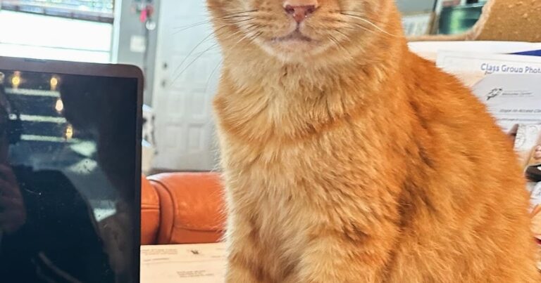 Tangerine Has FIP But We Can Still Save Him
