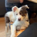 Can I Take My Puppy Out Before Vaccines? Parvo Risk and the Critical Exposure Period