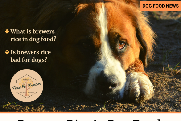 Brewers Rice in Dog Food: What is brewers rice? Is brewers rice good for dogs?