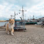 Ainoshima Cat Island: the perfect Fukuoka day trip itinerary