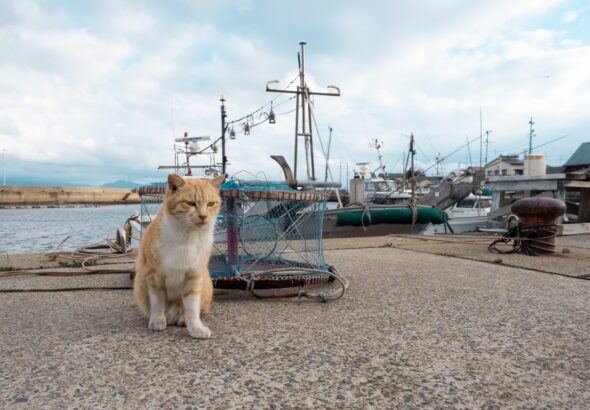 Ainoshima Cat Island: the perfect Fukuoka day trip itinerary