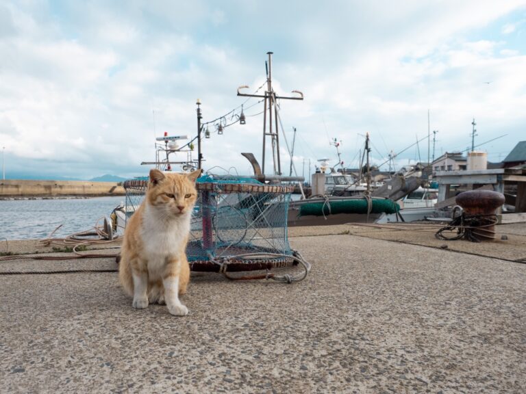 Ainoshima Cat Island: the perfect Fukuoka day trip itinerary