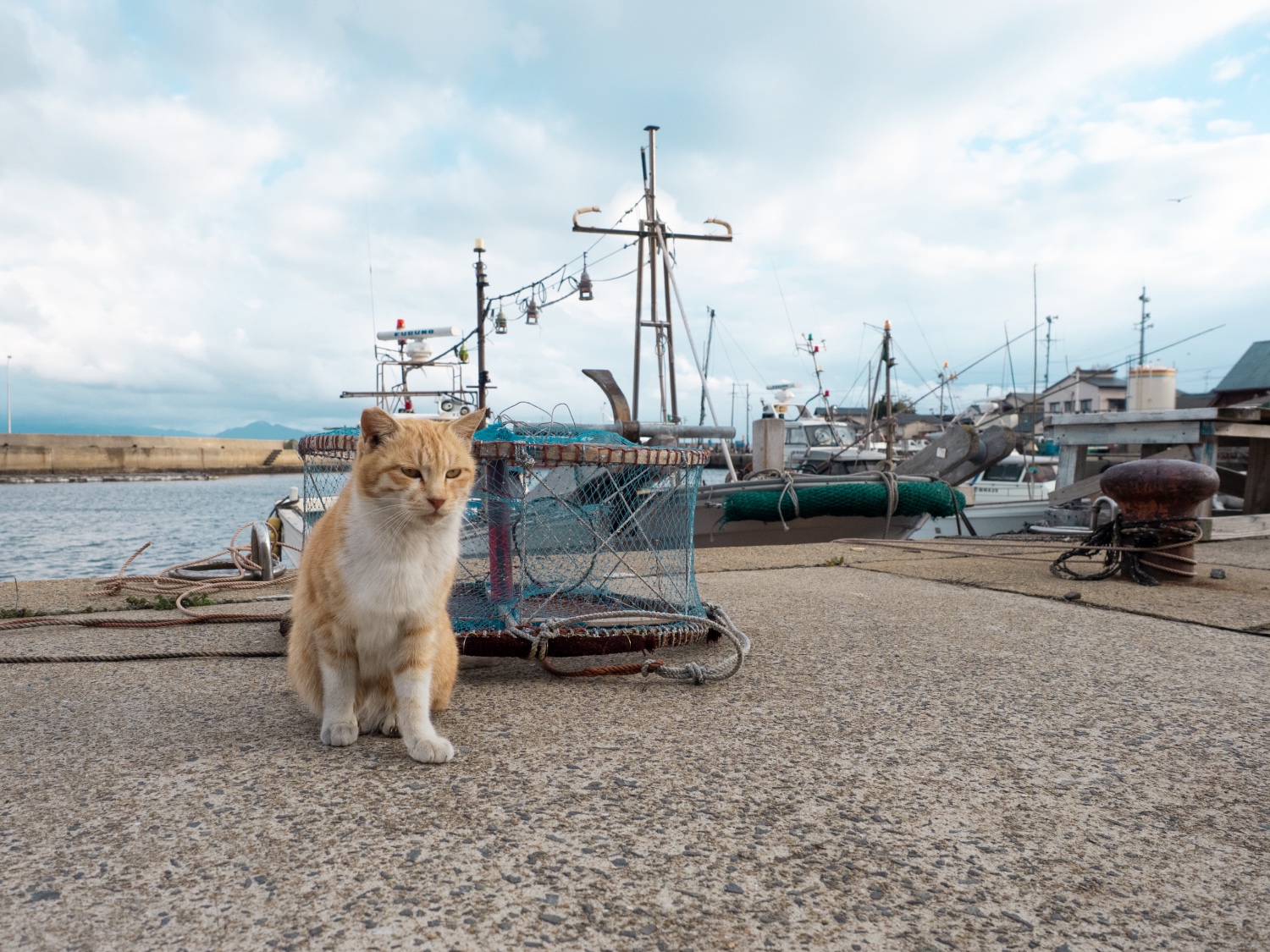 Ainoshima Cat Island: the perfect Fukuoka day trip itinerary