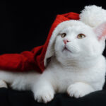 2024 Cat Lovers Holiday Gift Guide – The Purrington Post
