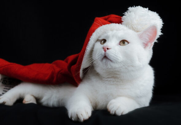2024 Cat Lovers Holiday Gift Guide – The Purrington Post
