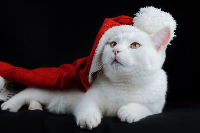 2024 Cat Lovers Holiday Gift Guide – The Purrington Post