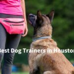 Best Dog Trainers in Houston