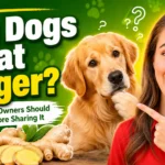 Can Dogs Eat Ginger? Benefits & Risks
