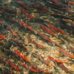 Can Dogs Eat Raw Salmon? Safety Guide – Keep the Tail Wagging
