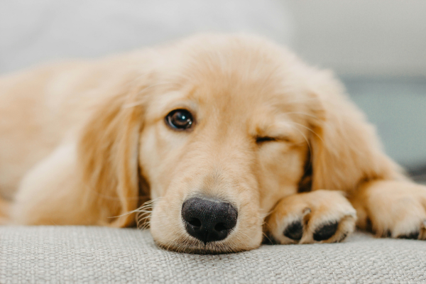 Can Light Affect Your Dog’s Sleep?