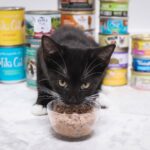 Cat Feeding Guide | How Much & How Often To Feed Kittens & Adult Cats