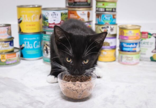 Cat Feeding Guide | How Much & How Often To Feed Kittens & Adult Cats