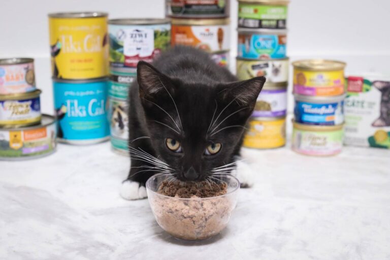 Cat Feeding Guide | How Much & How Often To Feed Kittens & Adult Cats