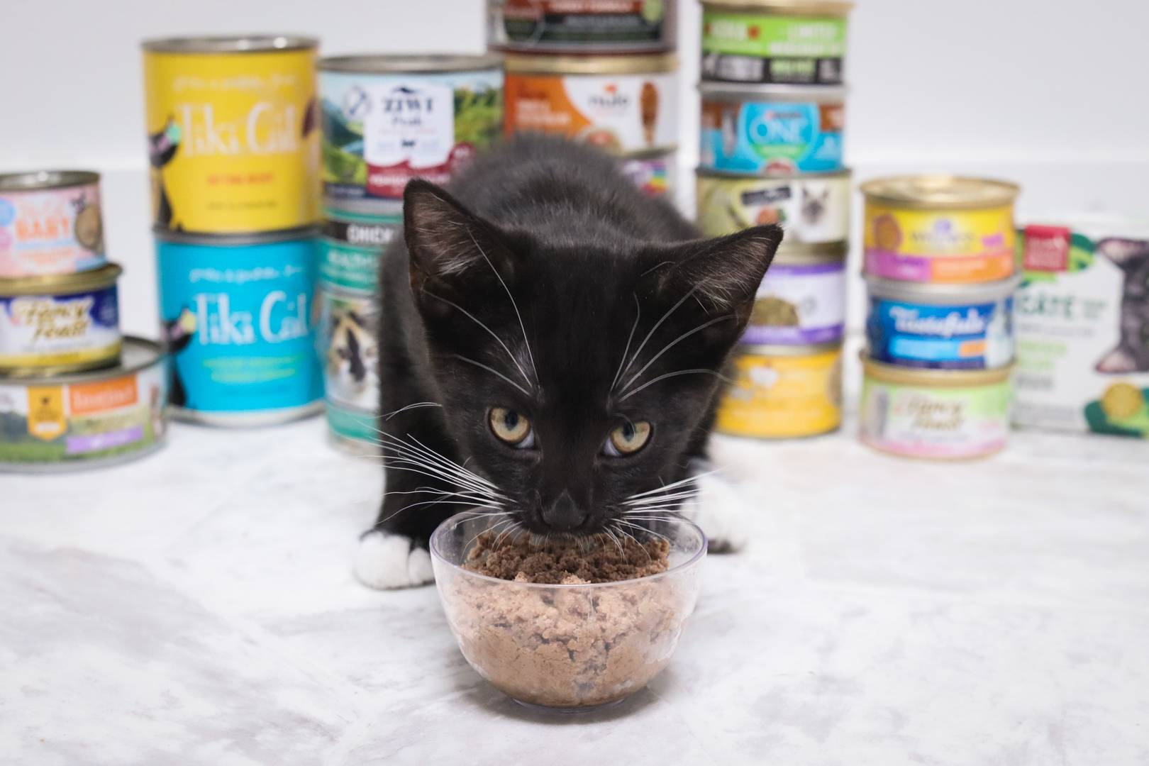 Cat Feeding Guide | How Much & How Often To Feed Kittens & Adult Cats