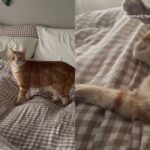 Cat Surprises Mom With a Special Gift & It’s Just Her Adorable Snuggles