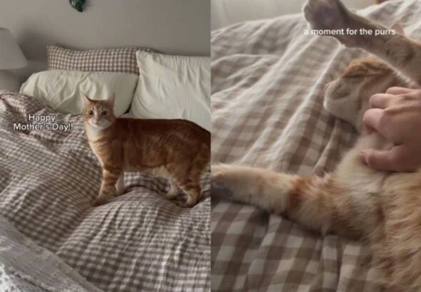 Cat Surprises Mom With a Special Gift & It’s Just Her Adorable Snuggles