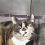 Happy 19th Gotcha Day, Angel Tara!