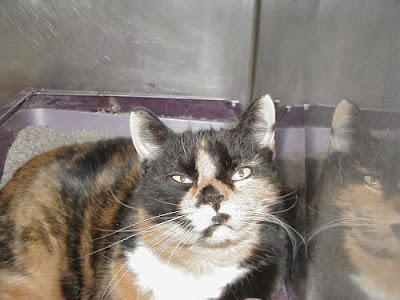 Happy 19th Gotcha Day, Angel Tara!
