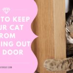 How To Keep Your Cat From Running Out The Door