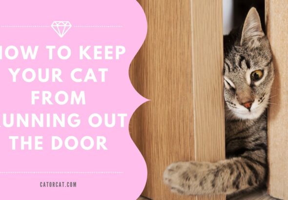 How To Keep Your Cat From Running Out The Door