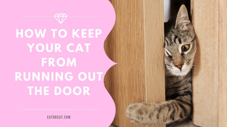 How To Keep Your Cat From Running Out The Door