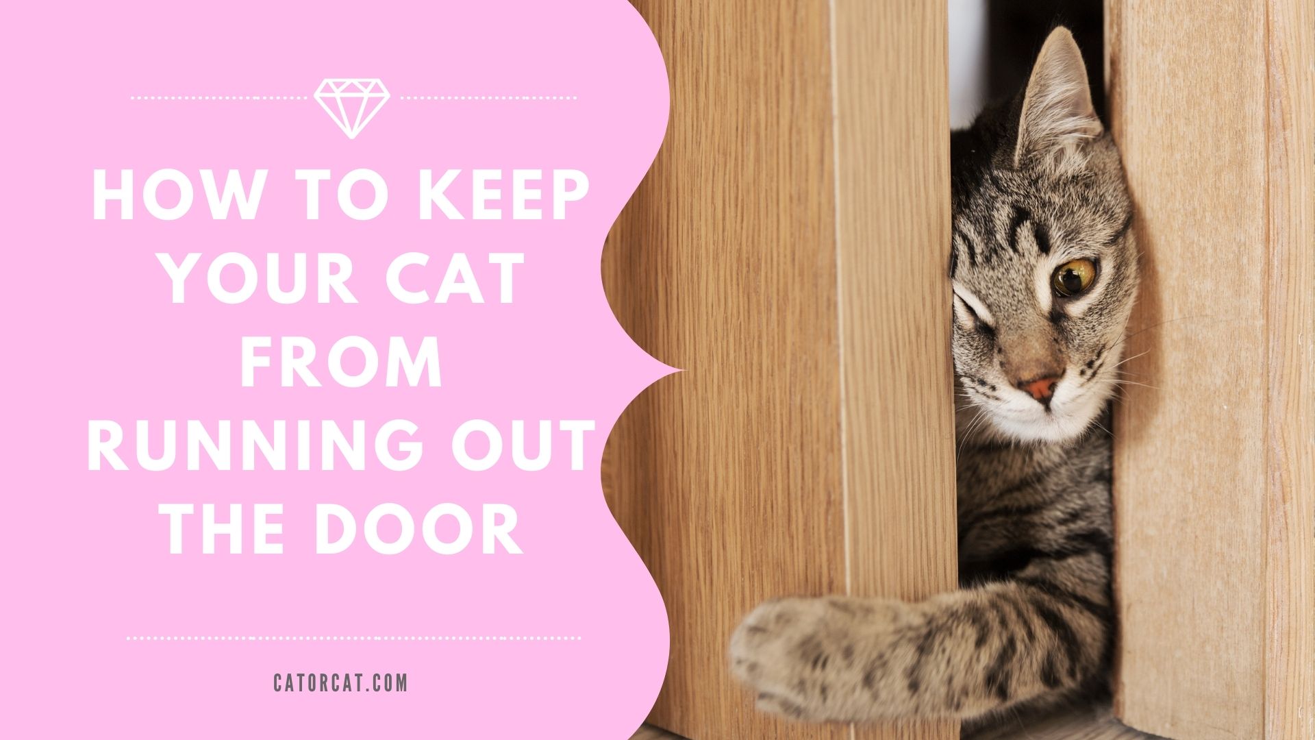 How To Keep Your Cat From Running Out The Door