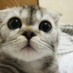 How to Help A Cat Take Its Nebuliser