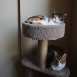 How to Stop Cats From Scratching Furniture
