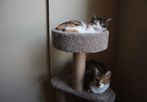 How to Stop Cats From Scratching Furniture