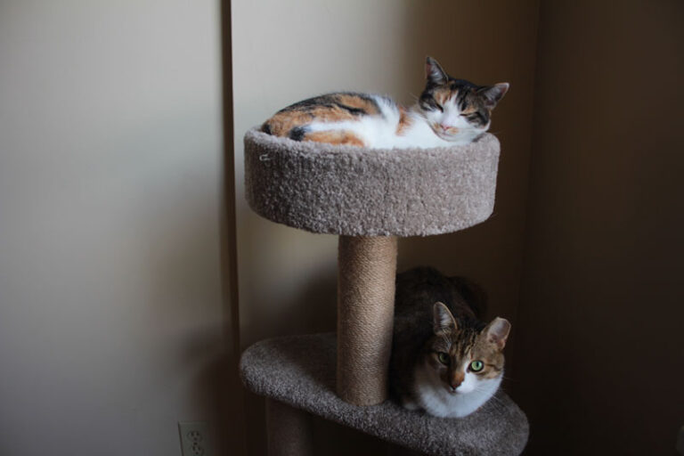 How to Stop Cats From Scratching Furniture