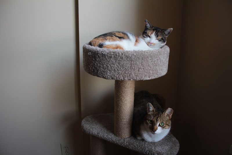 How to Stop Cats From Scratching Furniture