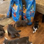 Meet VOICE: The Program Helping Rescue Pets Through Simple Daily Clicks