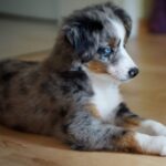 Mini Australian Shepherd Growth, Weight, Size Chart