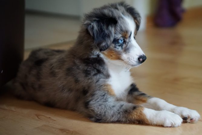 Mini Australian Shepherd Growth, Weight, Size Chart