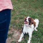 Navigating New Beginnings – Behavior Tips for Newly Adopted Dogs