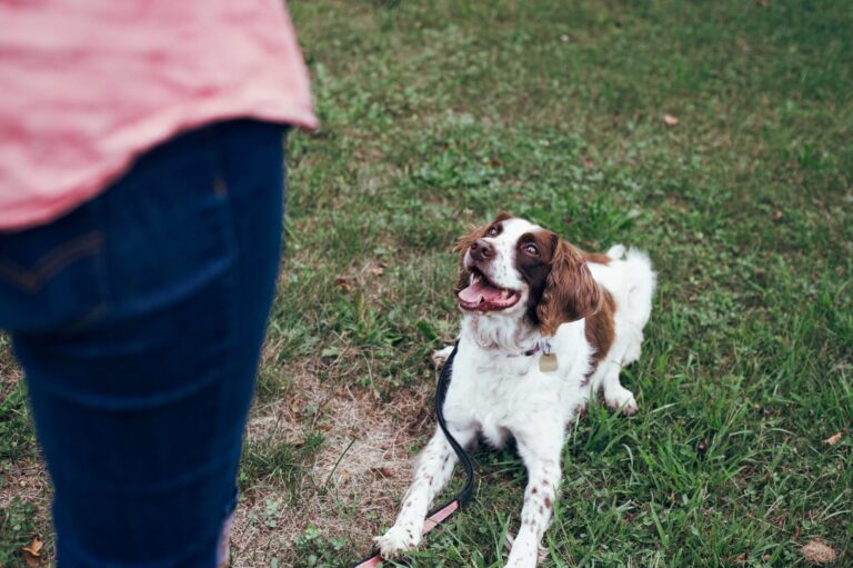 Navigating New Beginnings – Behavior Tips for Newly Adopted Dogs