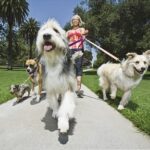 Should You Consider A Dog Walker?