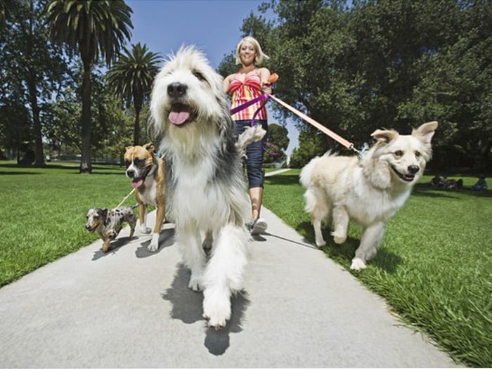 Should You Consider A Dog Walker?