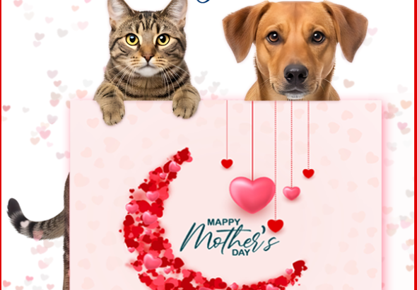 Sunday 5/10 Mother’s Day (US) Blogging Activities – The Cat Blogosphere