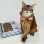 Very Obscure Cat Trivia – 10 Facts I Bet You Don’t Know!
