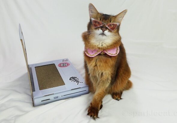 Very Obscure Cat Trivia – 10 Facts I Bet You Don’t Know!