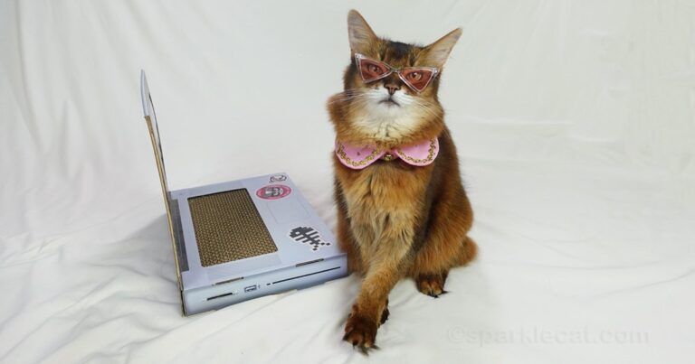 Very Obscure Cat Trivia – 10 Facts I Bet You Don’t Know!