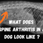 What Does Spine Arthritis in a Dog Look Like