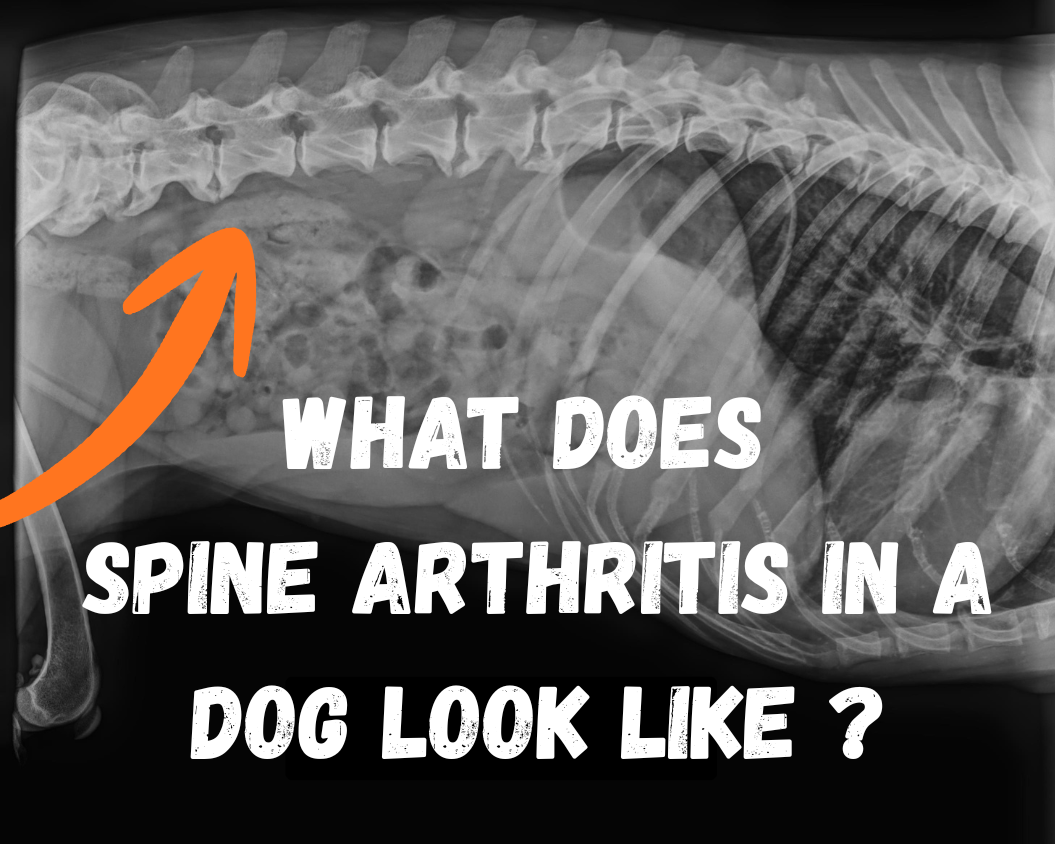 What Does Spine Arthritis in a Dog Look Like