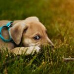 Why Is My Dog Limping Out Of A Sudden?
