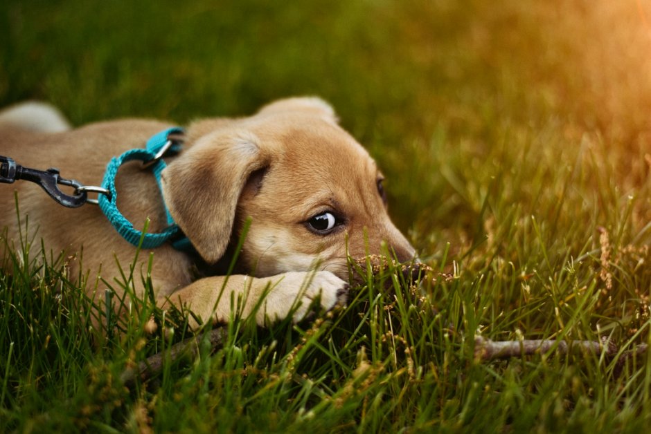 Why Is My Dog Limping Out Of A Sudden?