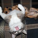 ​The Rather Odd Habits of Dogs and Cats