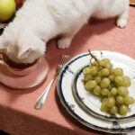 10 Foods That Could Kill Your Cat — Most Owners Have Them at Home